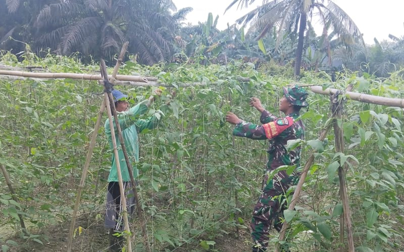 Babinsa Sungai Sembilan Dampingi Karya Nyata Tanaman Kacang Panjang Warga