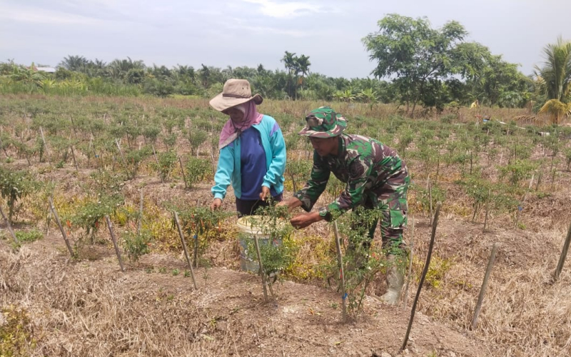 Dukung Ketahanan Pangan, Babinsa Sungai Sembilan Dampingi Kelompok Tani Cabai