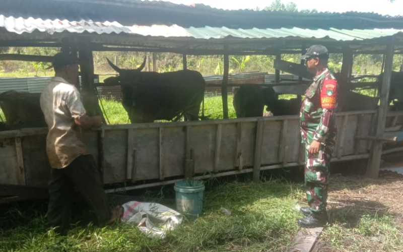 Cegah Wabah PMK, Sertu Cerzakatno Dampingi Peternak di Teluk Makmur