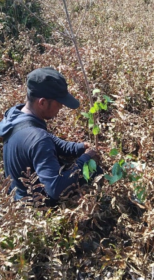 Mengenal Restorasi Lahan Gambut Melalui Agroforestri di Hari Gerakan Sejuta Pohon Sedunia