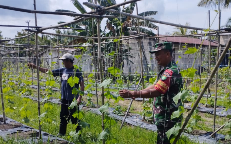 Dukung Swasembada Pangan, Babinsa Sungai Sembilan Dampingi Budidaya Gambas Warga