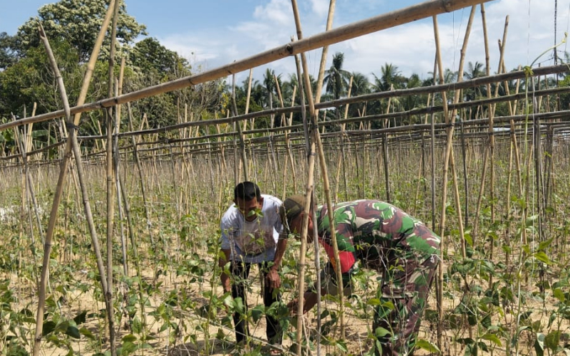 Babinsa Bagan Besar Timur Dampingi Petani Kacang Panjang, Dorong Swasembada Pangan