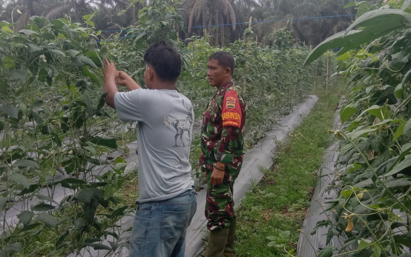 Babinsa Basilam Baru Bina Petani, Tingkatkan Hasil Panen dan Cegah Karhutla