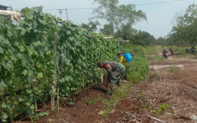 Babinsa Mundam Dampingi Warga Manfaatkan Pekarangan untuk Ketahanan Pangan