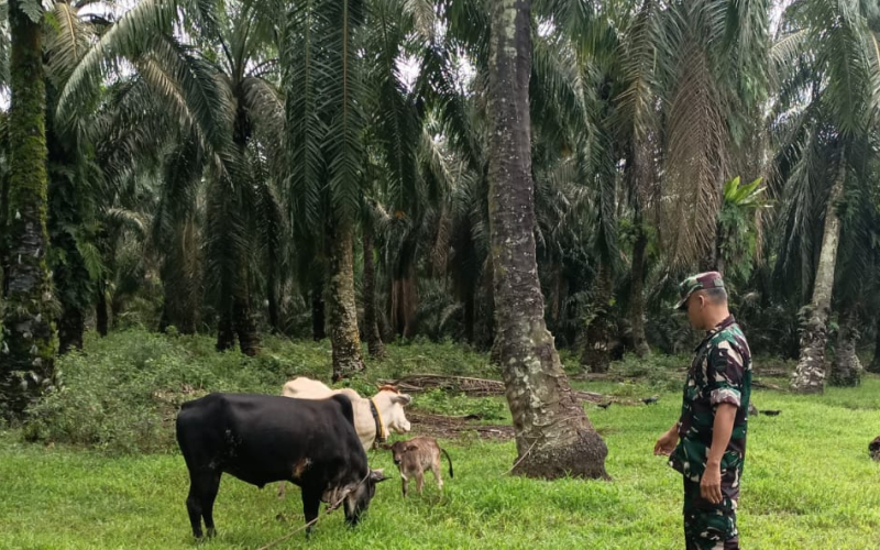 Babinsa Sungai Sembilan Dampingi Peternak Cegah PMK di Basilam Baru
