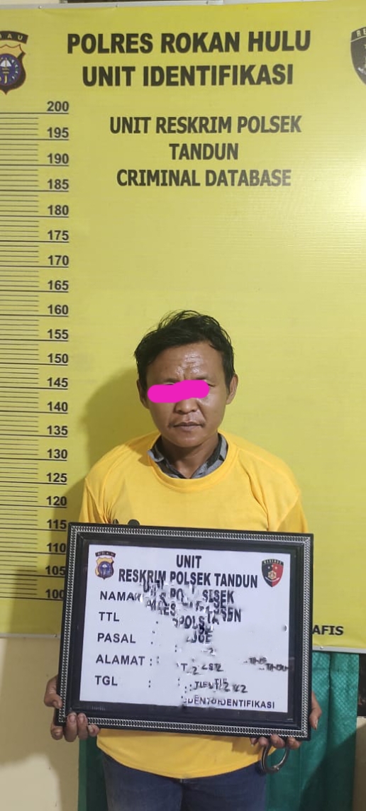 Pencuri Sapi Tak Berkutik Diringkus Polsek Tandun