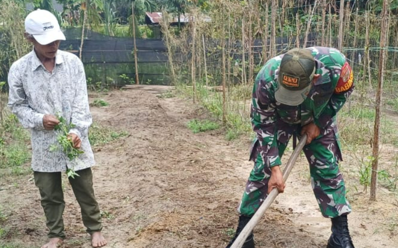 Cabai Rawit Setan, Komoditas Pedas yang Dikawal Babinsa Gurun Panjang