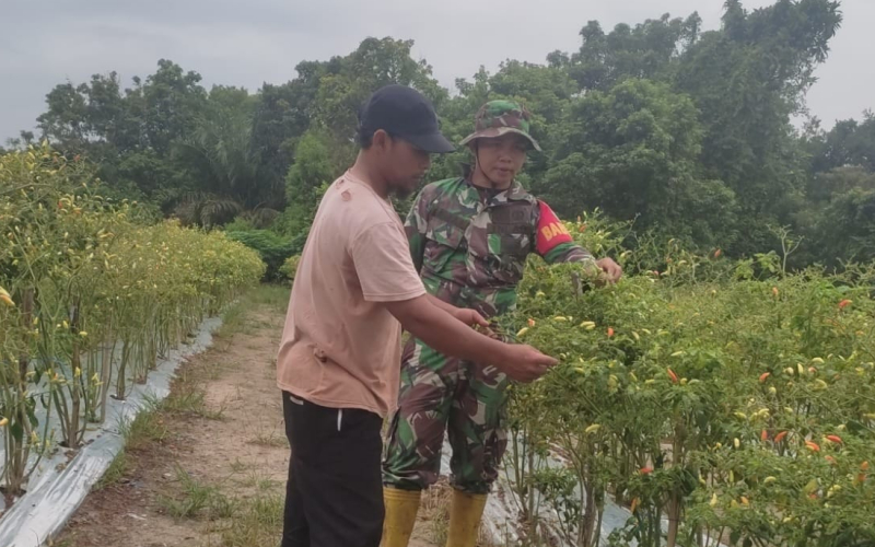 Babinsa STDI Serda Erman Ajak Warga Cegah Karhutla Lewat Karya Nyata Tanam Cabe