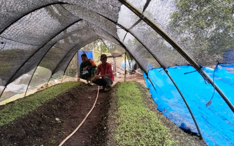 Babinsa dan Petani Bersinergi: Pendampingan Cabai hingga Edukasi Cegah Karhutla