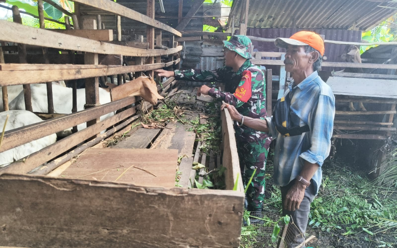 Babinsa Teluk Binjai Gencarkan Pemantauan Ternak untuk Cegah Wabah PMK