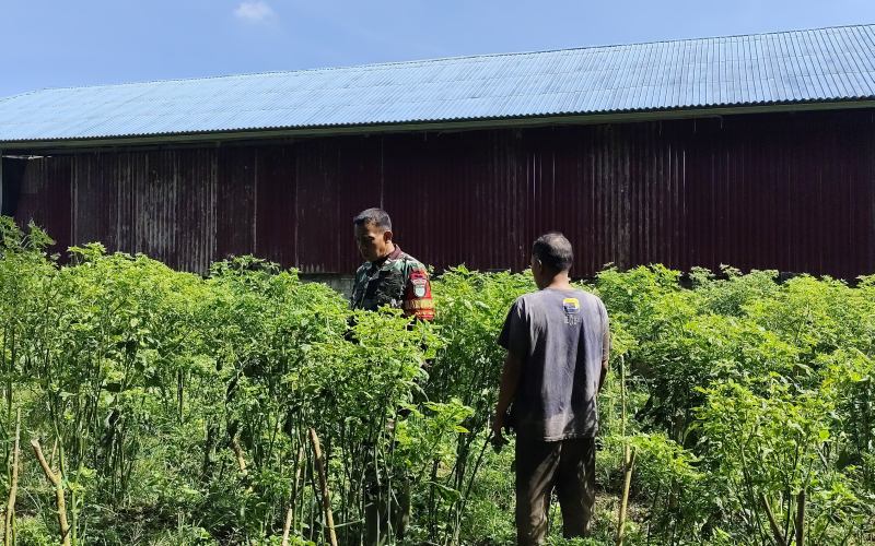 Babinsa Sungai Sembilan Dampingi Petani Cabai Sekaligus Sosialisasi Cegah Karhutla