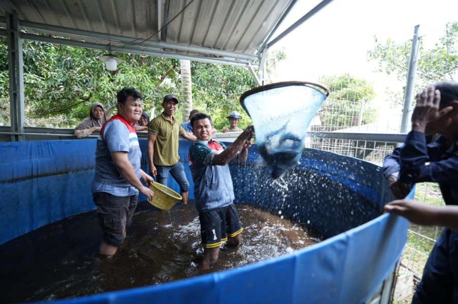 Nelayan Binaan CSR Pertamina Konsisten Panen Ikan Nila Salin, Wujud Pemberdayaan Ekonomi Berkelanjutan