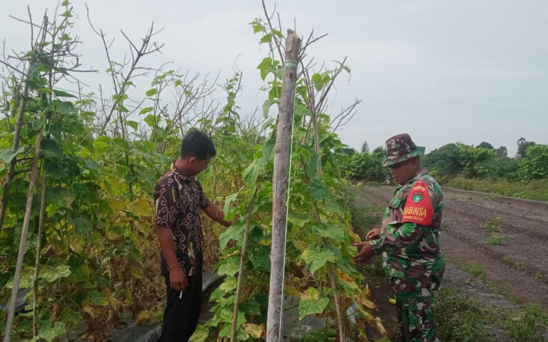 Sertu Sareh Turun ke Ladang, Dorong Petani Mentimun Tingkatkan Produksi di Bagan Besar