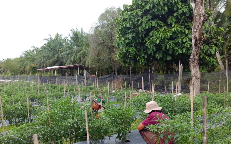 Babinsa Mundam Intensifkan Patroli dan Sosialisasi Cegah Karhutla di Medang Kampai