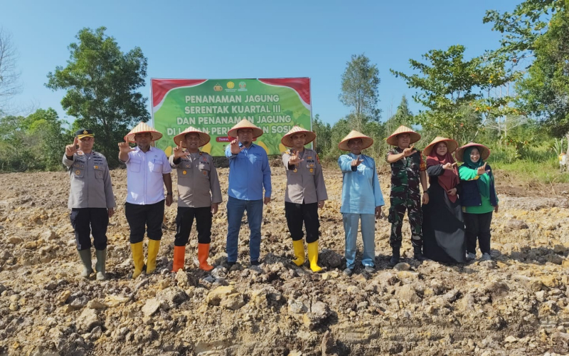 Penanaman Jagung Serentak Kuartal III, Babinsa Tanjung Palas Hadir dan Beri Dukungan