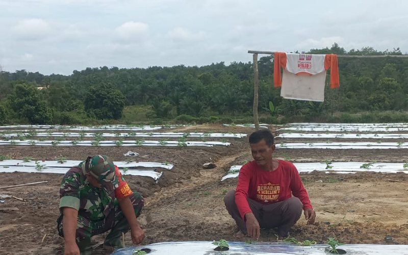 Babinsa Koramil 02 Bukit Kapur Dampingi Petani Bukit Nenas Tanam Semangka untuk Tingkatkan Kesejahteraan Warga