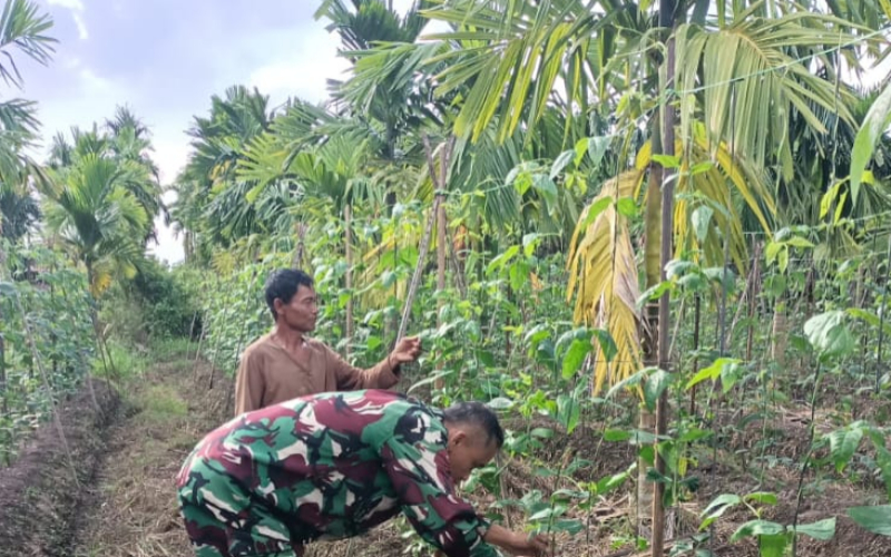 Babinsa Sungai Sembilan Dampingi Petani Kacang Panjang di Bangsal Aceh
