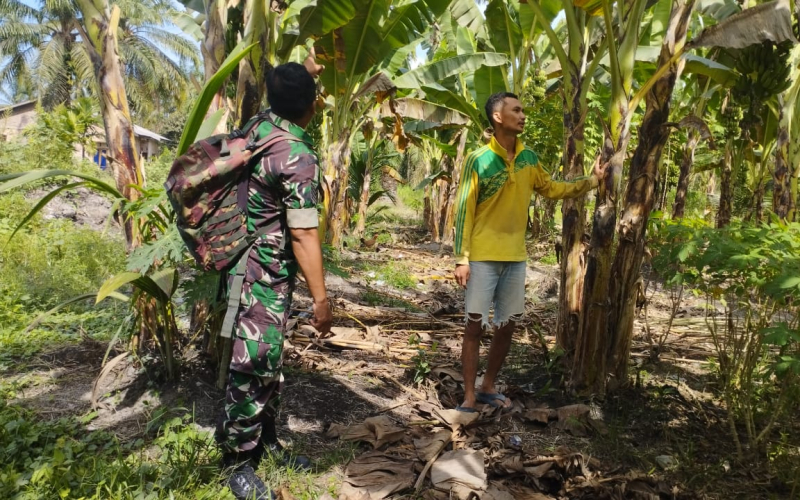 TNI Bantu Petani, Babinsa Koramil 03 SS Dampingi Pengelolaan Lahan Pisang di Sungai Sembilan