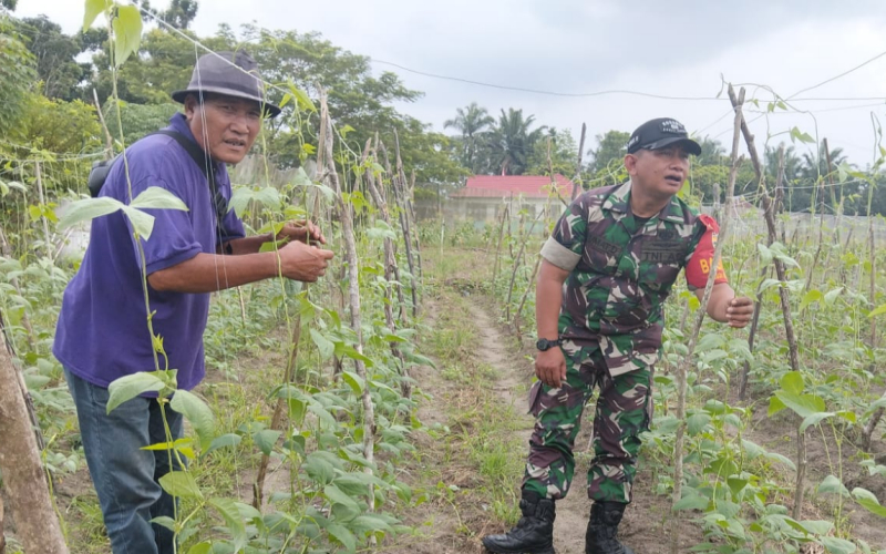Dukung Ketahanan Pangan, Babinsa Bantu Perawatan Kacang Panjang di Bukit Kapur