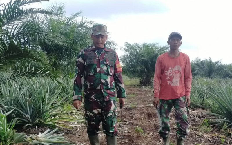 Babinsa Koramil 03 Patroli Karhutla Sambil Dampingi Karya Nyata Tanaman Nanas