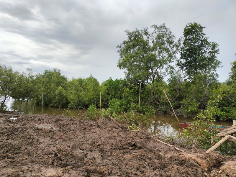 Sambut Hari Mangrove Sedunia, Kado Pahit Diterima Nasib Getir Mangrove Pesisir Dumai Binasa