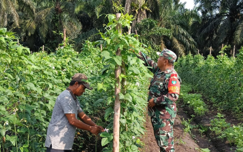 Babinsa Sertu Sareh Bersama Warga Lakukan Perawatan Tanaman Kacang Panjang