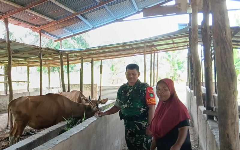 Babinsa Koramil 02 Bukit Kapur Dampingi Peternak Sapi, Antisipasi Penyebaran PMK