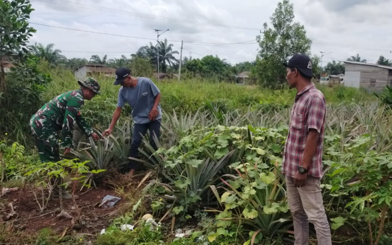 Babinsa Bangsal Aceh Dampingi Warga Tanam Nanas dan Laksanakan Patroli Cegah Karhutla