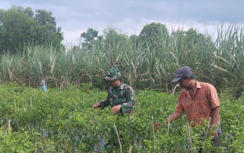 Sertu Muh Ali Mustofa Dampingi Petani Cabe Rawit di Sungai Sembilan