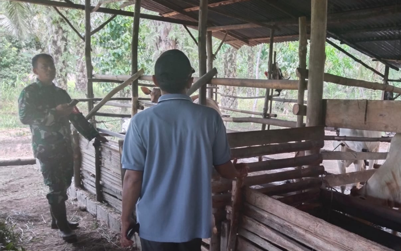 Babinsa Lubuk Gaung Dampingi Peternak Cegah Penyakit Mulut dan Kuku
