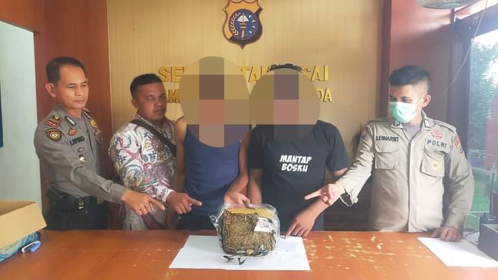 Dua Tersangka Narkotika Jenis Daun Ganja Diciduk Personil Polsek Tambusai
