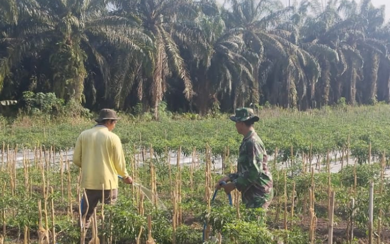 Sertu Muh Ali Mustafa Dampingi Petani Cabai Merah dan Imbau Warga Cegah Karhutla