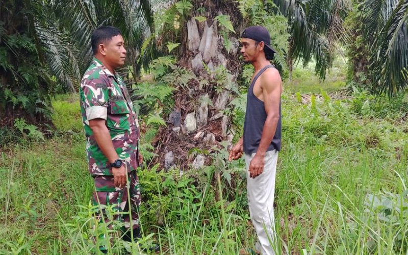 Cegah Karhutla, Babinsa Rimba Sekampung Dampingi Warga Kelola Lahan Tomat