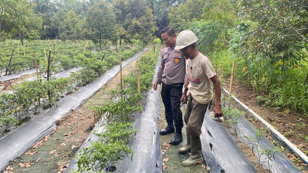 BRIPTU Irvan J. Sipahutar Tinjau Lahan Cabai Program Ketahanan Pangan di Bukit Datuk