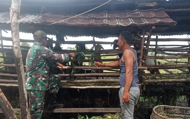 Serda Marwis Ingatkan Peternak Dumai Jaga Kebersihan Kandang demi Cegah Wabah PMK