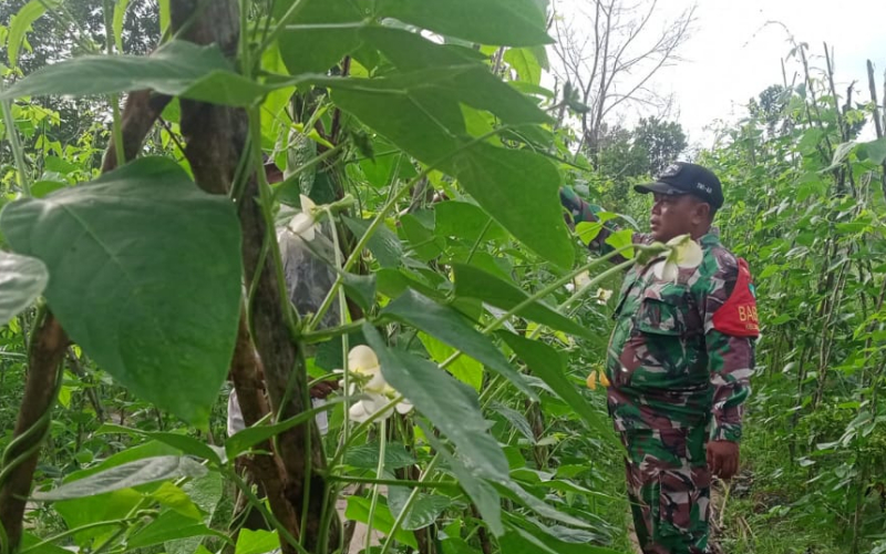 Wujud Kepedulian, Babinsa Bagan Besar Bantu Petani Tingkatkan Hasil Pertanian
