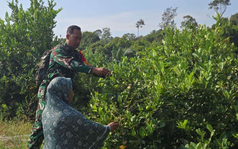 Patroli Karhutla dan Sosialisasi Bencana, Babinsa Bukit Datuk Dorong Ketahanan Pangan Warga