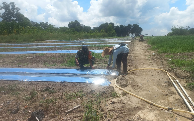 Babinsa Bukit Nenas Dampingi Petani Semangka, Dandim 0320 Dumai: Wujud Nyata Dukung Swasembada Pangan