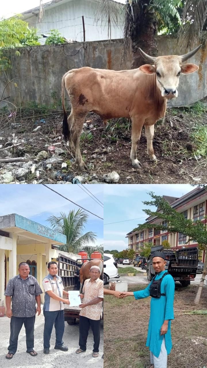 Managemen PT PKS KSM Rambah Samo Berikan Sapi Qurban Pada Warga dan Polres Rohul