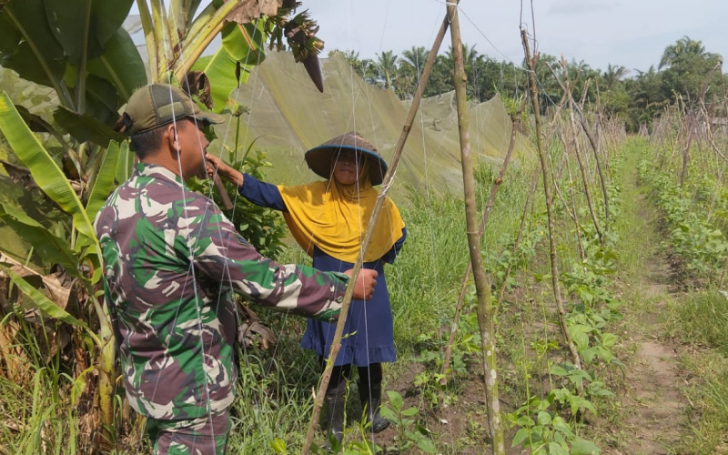 Babinsa Bagan Besar Timur Dampingi Petani Kacang Panjang Wujudkan Ketahanan Pangan di Dumai