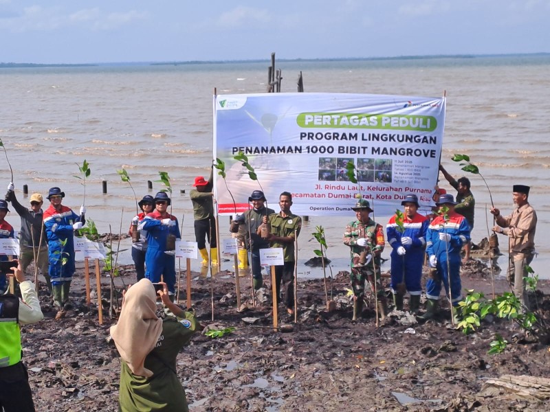 Sinergi Pertagas dan Mastali Madu, Ribuan Mangrove Ditanam di Pesisir Dumai