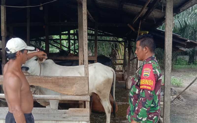 Cegah Penyakit Mulut dan Kuku, Babinsa Koramil 03 Lakukan Pengecekan Ternak