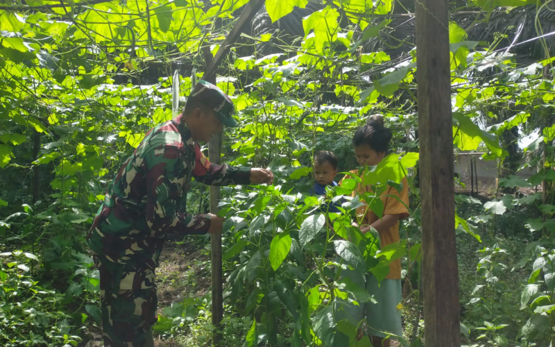 Babinsa Sungai Sembilan Dampingi Petani Gambas dan Sosialisasikan Pencegahan Karhutla