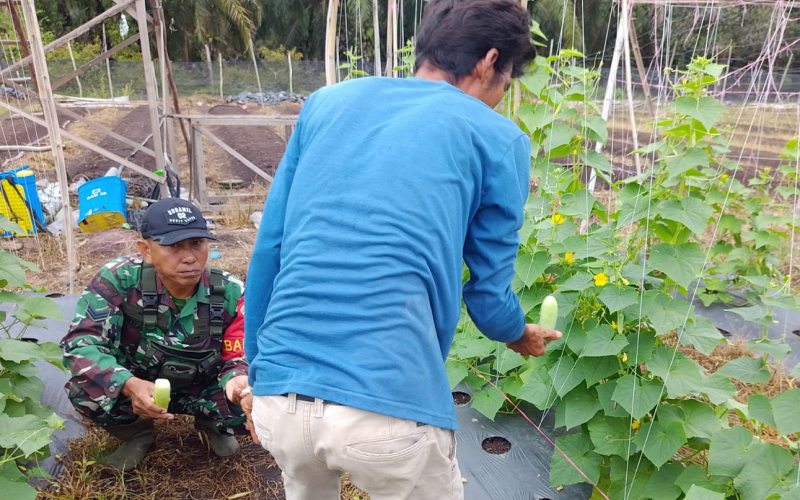 Dukung Ketahanan Pangan, Babinsa Mundam Dampingi Warga Tanam Mentimun di Medang Kampai