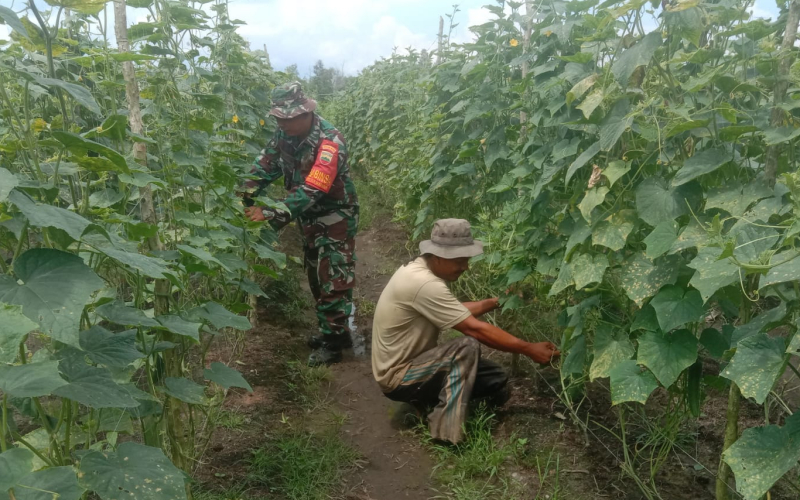 Babinsa Teluk Makmur Dampingi Petani Timun, Dukung Ketahanan Pangan Dumai