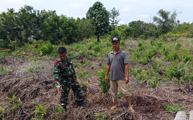 Babinsa Purnama Gelar Patroli Karhutla dan Dampingi Petani Kacang Panjang di Dumai Barat