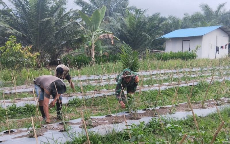 Dukung Ketahanan Pangan, Babinsa Koramil 03 Sungai Sembilan Turun ke Lahan Petani
