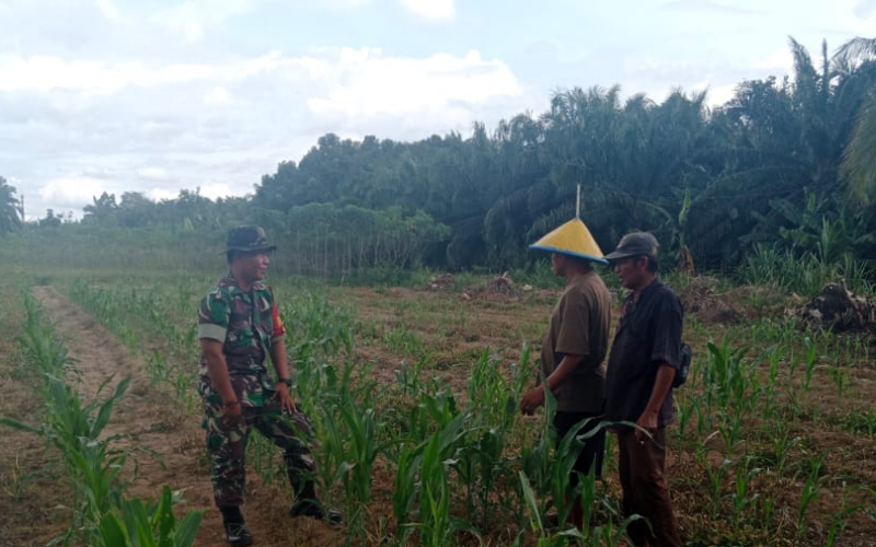 Serda Bambang Irwanto Bantu Warga Kembangkan Lahan Jagung di Sungai Sembilan