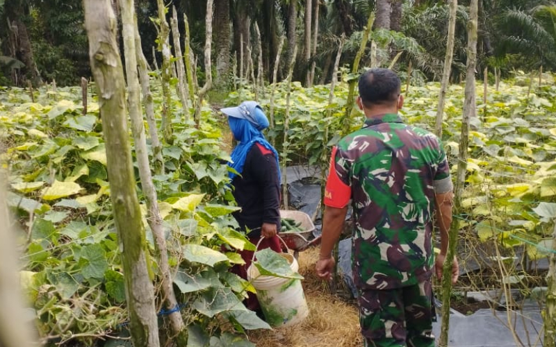 Babinsa Lubuk Gaung Dampingi Warga Kembangkan Budidaya Timun