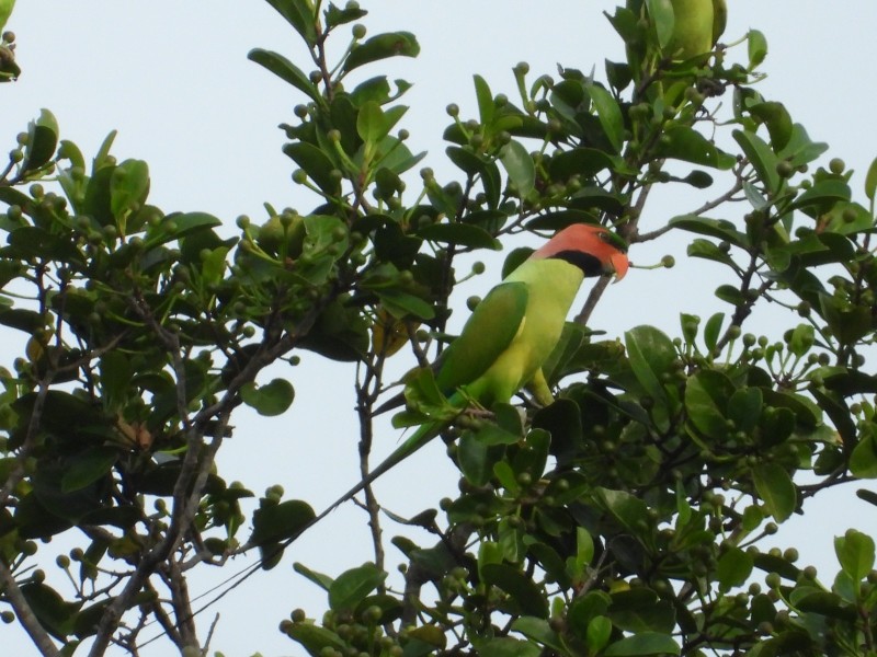 Belantara Foundation Gandeng Peneliti BRIN dan Akademisi Lakukan Kajian Keanekaragaman Fauna Burung di Cagar Biosfer Giam Siak Kecil-Bukit Batu, Riau